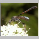 Gasteruption sp - Gichtwespe m03c 8mm.jpg